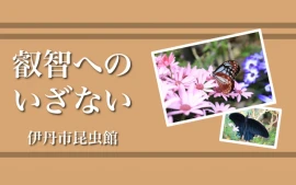 目の前の生きた昆虫から学ぶ　伊丹市昆虫館