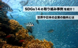 SDGs14の取り組み事例を紹介！世界や日本の企業の動向とは